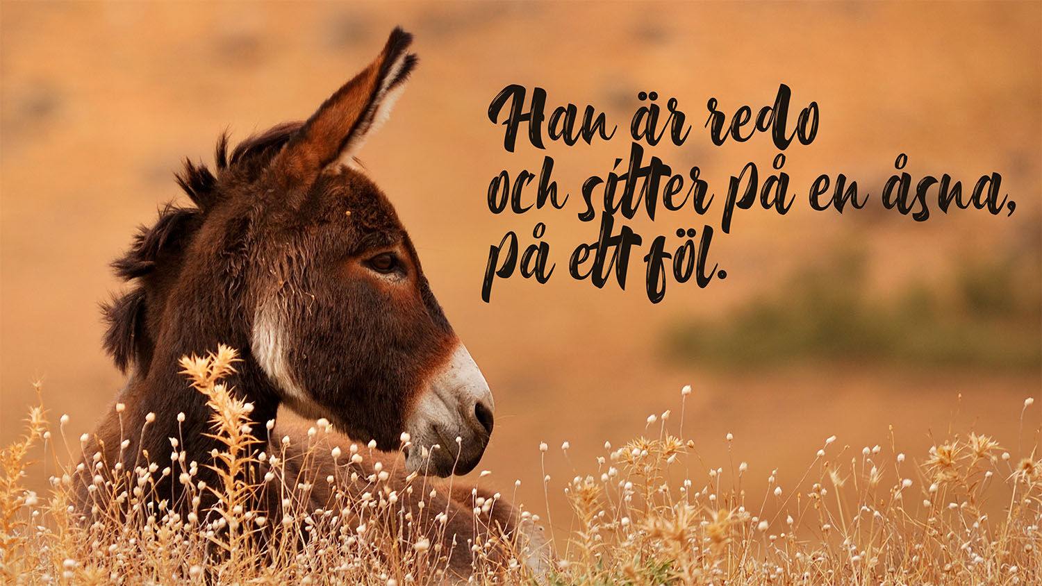 Strömmad familjegudstjänst Åsna ligger på en äng. Text: Han är redo och sitter på en åsna, ett föl.