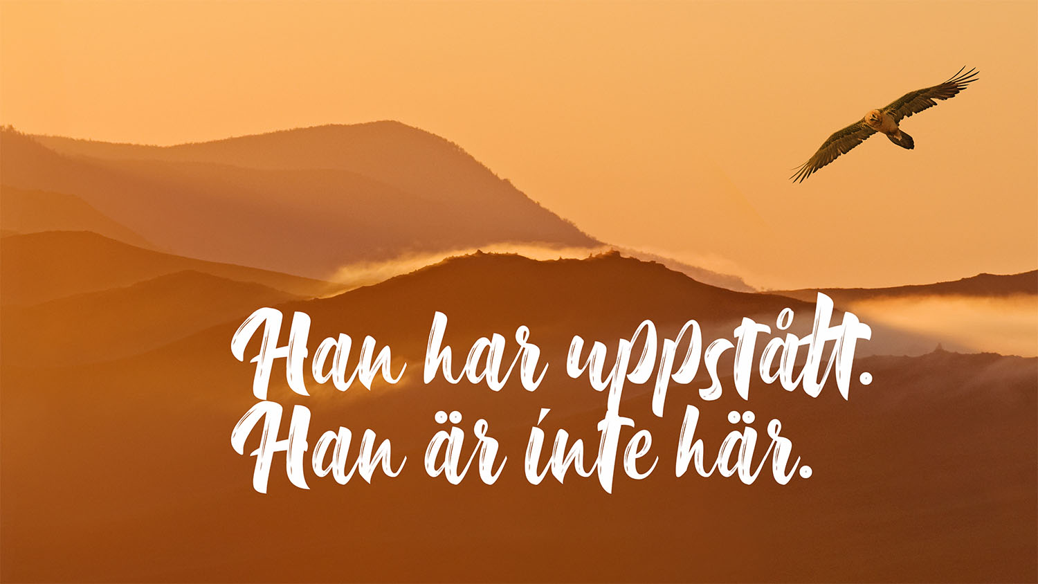 Strömmad familjegudstjänst Fågel som flyger i orangefärgad sky. Text: Han har uppstått. Han är inte här.