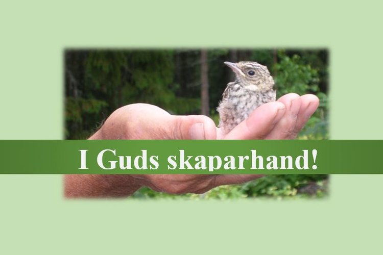 Konstlägerdag Konstlägerdag