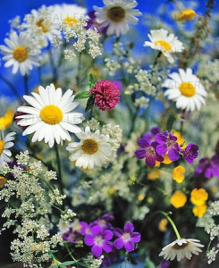 Midsommarblommor