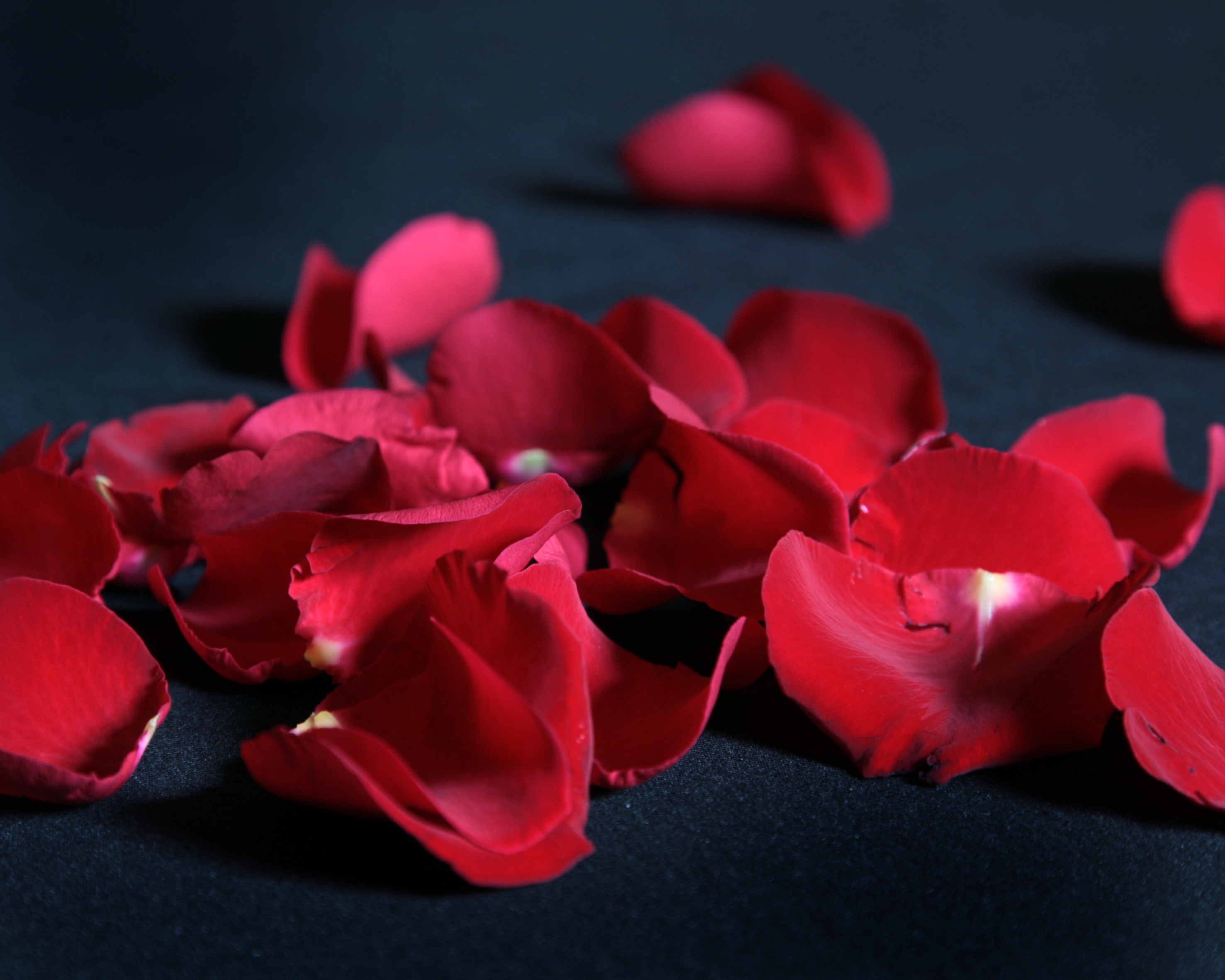 Röda rosenblad utspridda på ett svart tyg.