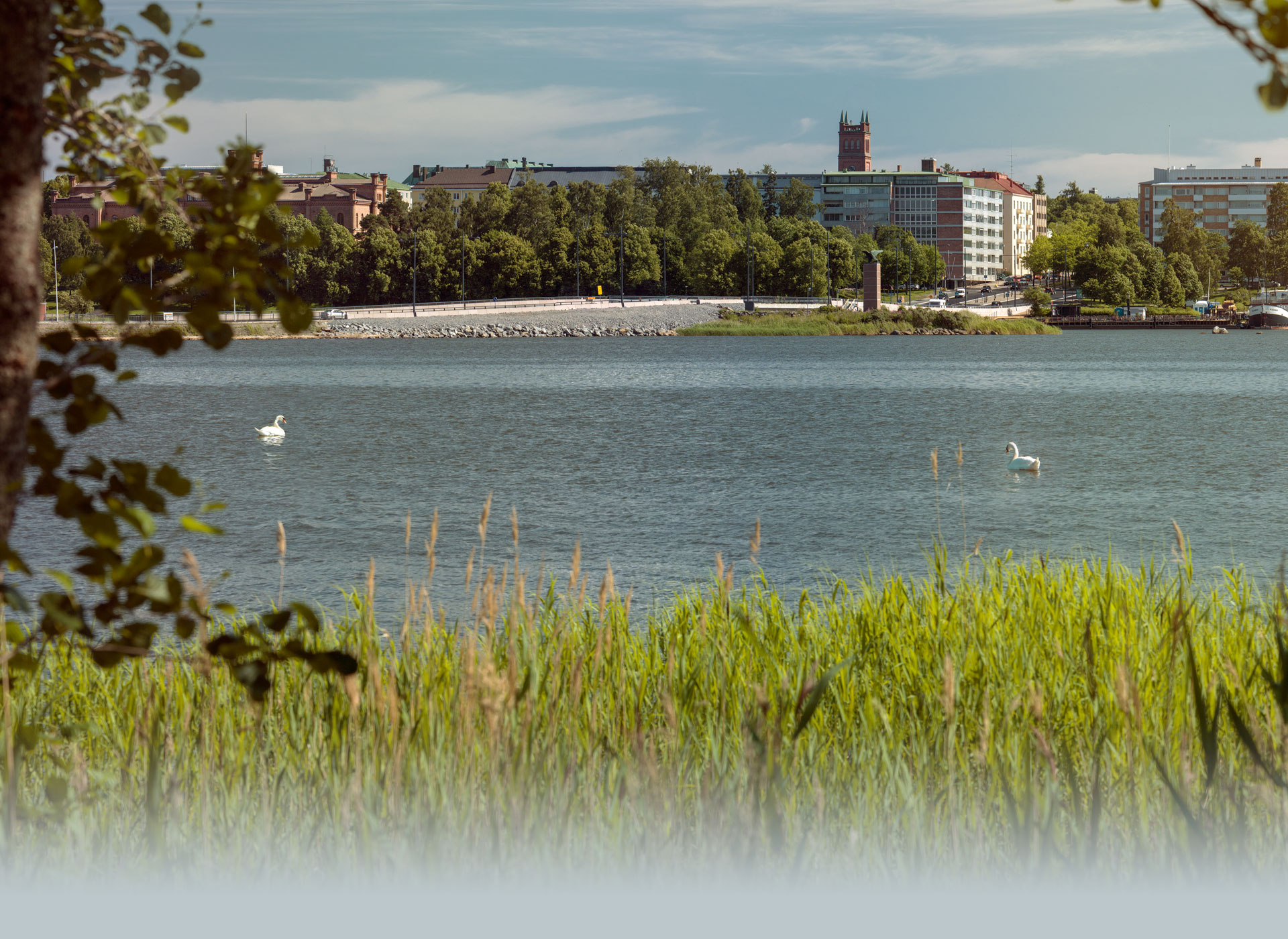 Strömmad gudstjänst från Trefaldighetskyrkan Två svanar simmar i en havsvik. I bakgrunden syns stadsmiljö med ett kyrktorn.