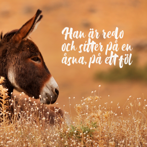Åsna. Text: Han är redo och sitter på en åsna, ett föl.