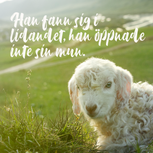 Lamm. Text: Han fann sig i lidandet, han öppnade inte sin mun.