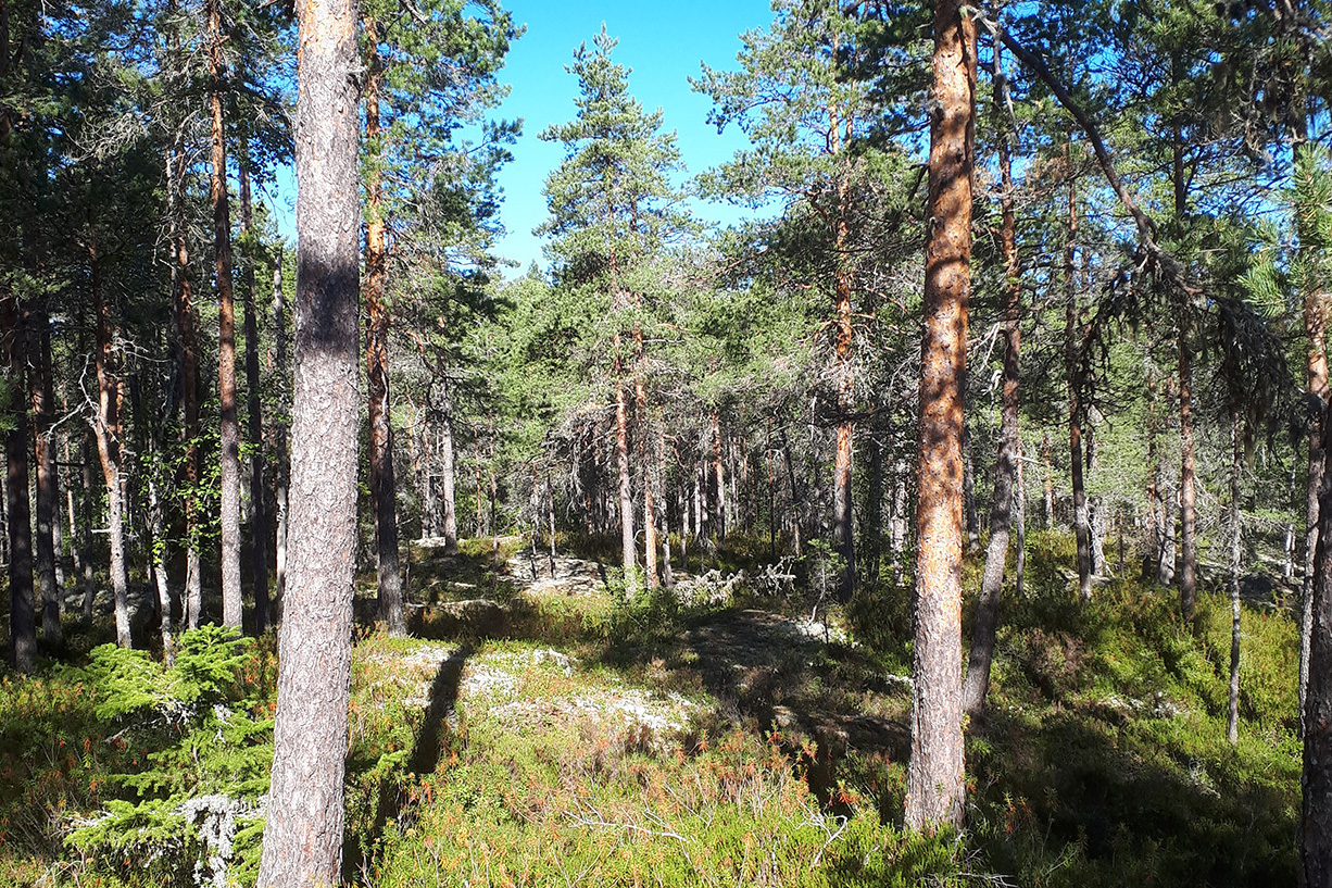 Skog i morgonljus.