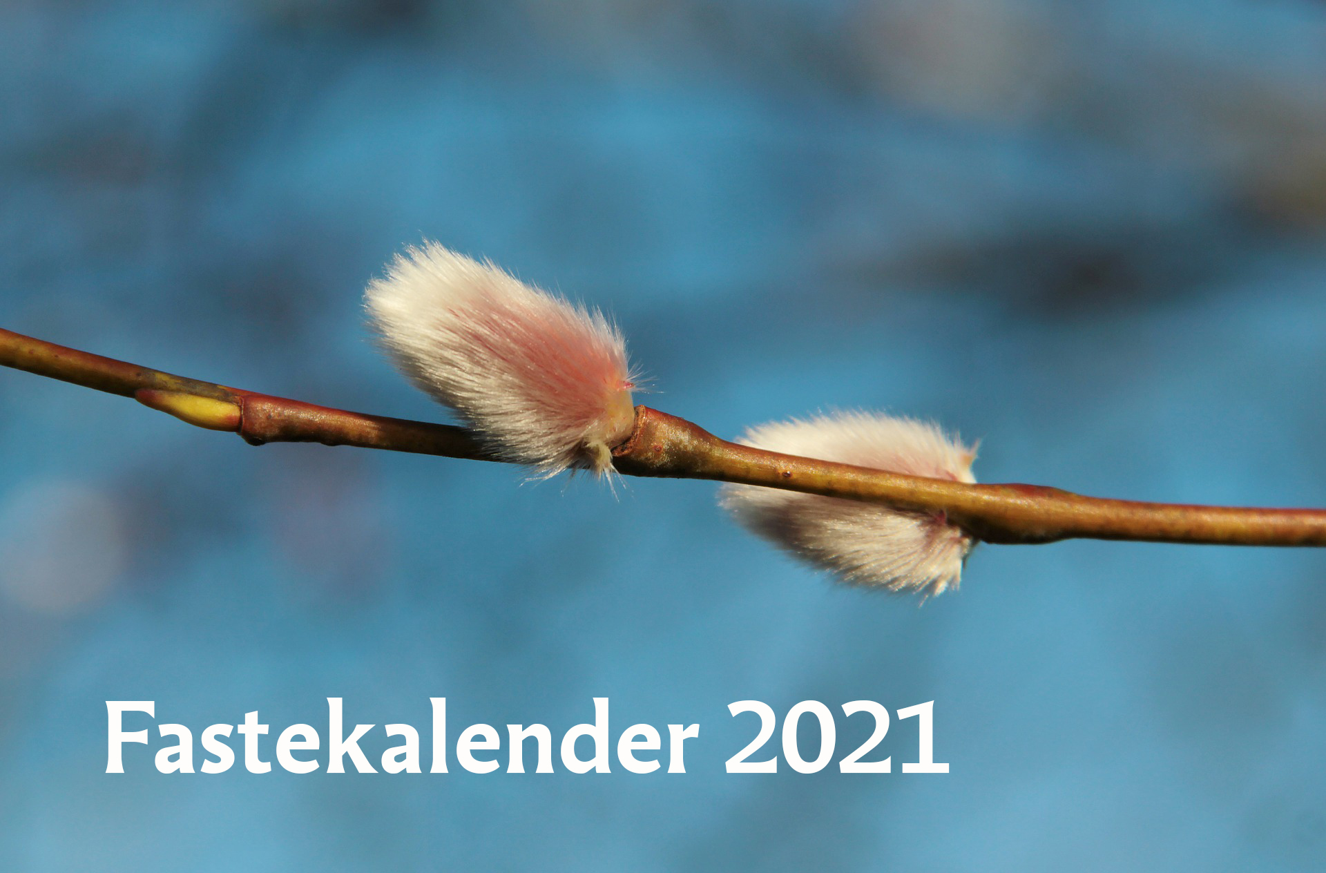 Videkissor. Text: Fastekalender 2021.