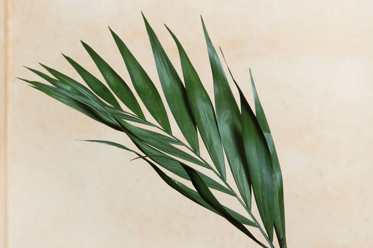Palmblad web.jpg