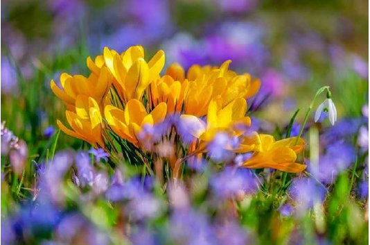 Blommande krokusar i många olika färger på en äng.