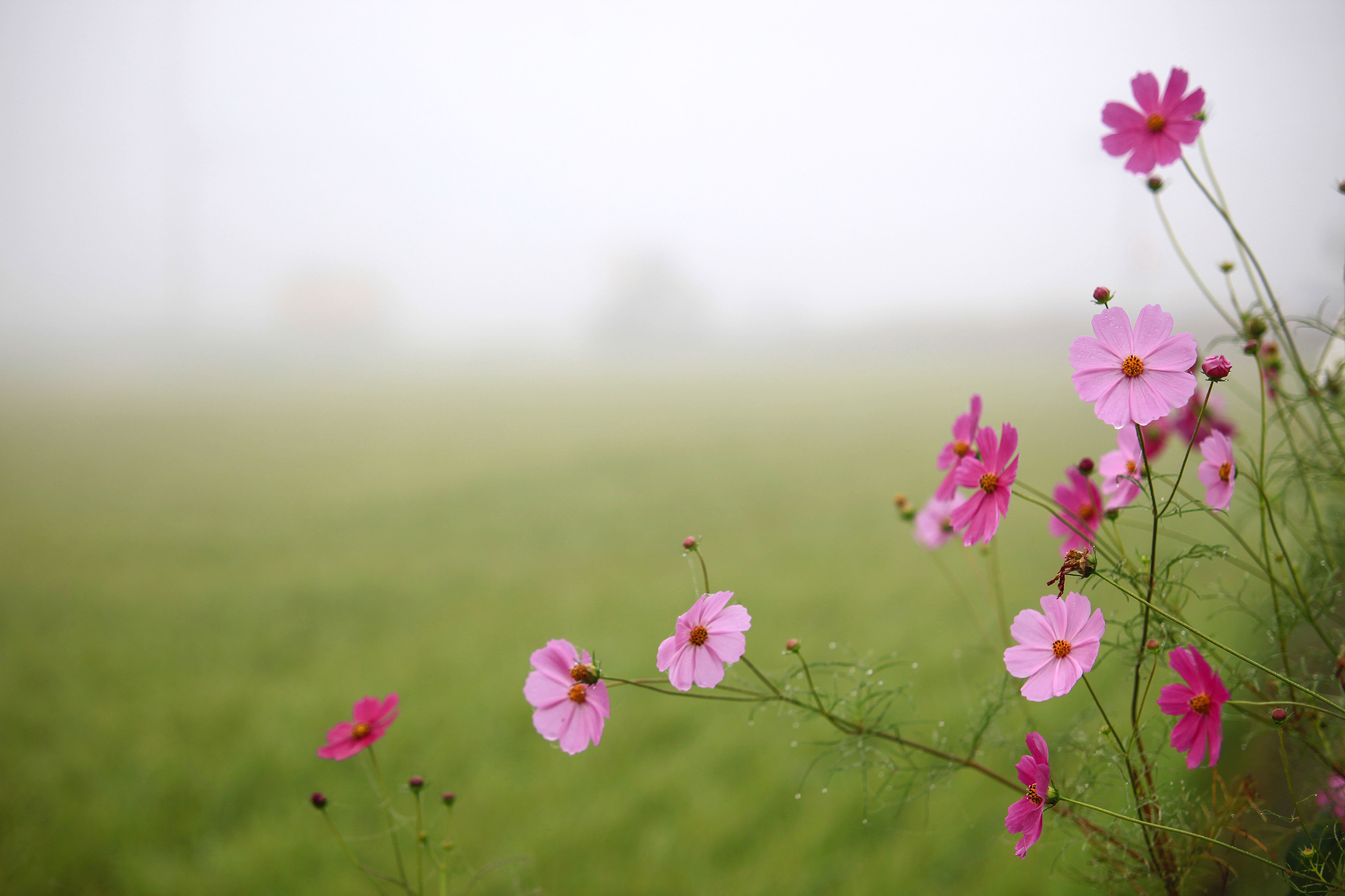 Rosa blommor på dimmig äng.