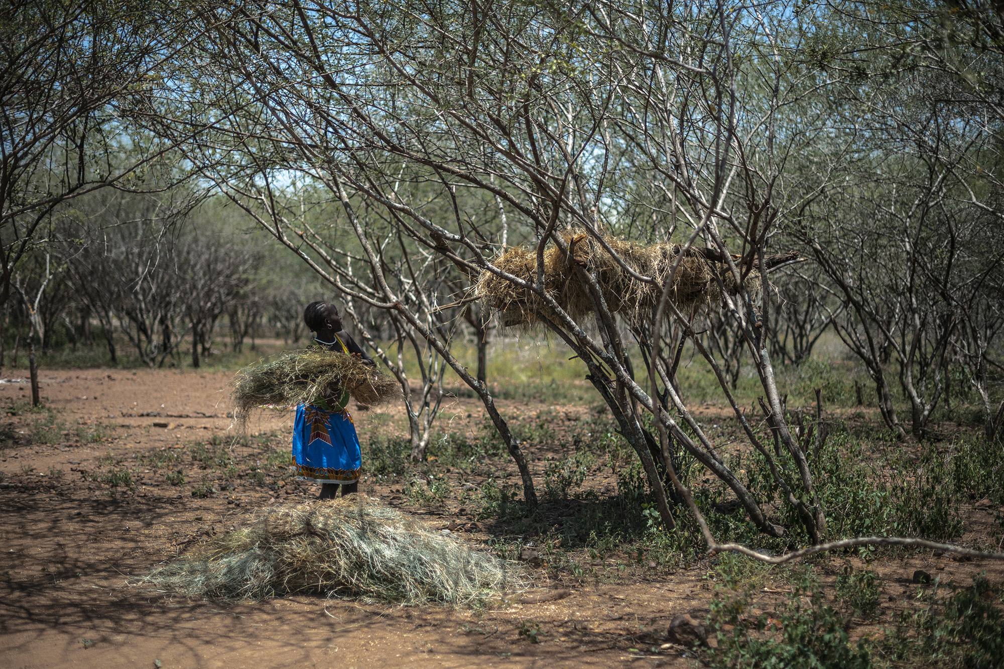 Kvinna samlar hö i ett torrt landskap.